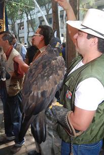 En peligro de extinción 40 especies de aves que habitan en la Sierra de Guadalupe